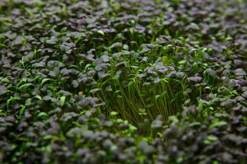 Green leafy sprouts and microgreens are easy to grow indoors. (Ruth Bonneville / Free Press files)