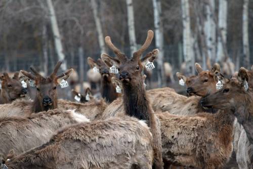 KEN GIGLIOTTI / WINNIPEG FREE PRESS FILES
                                Trevor Farmer, owner of Stonewood Elk Ranch near Stonewall, says the prospect of chronic wasting disease showing up in wildlife near his operation is a nightmare scenario.