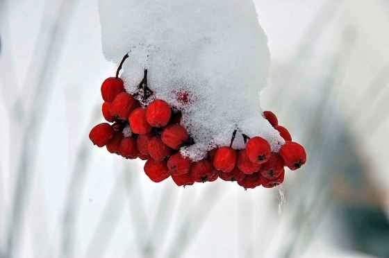 Winter berries (Becky Slater photo)