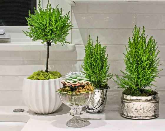 Holiday vignette with Lemon Cypress. (James Kerr photo)
