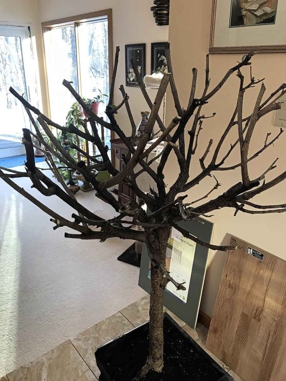 Repotted hibiscus tree. (Susan Bouchat photo)