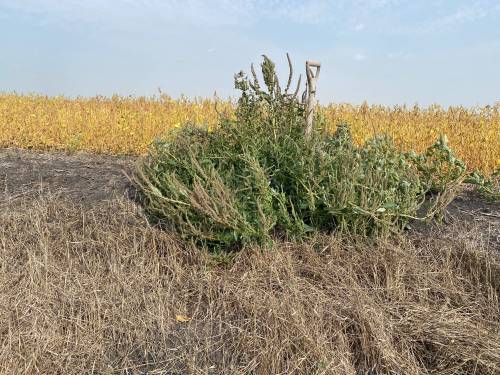 PHOTO: KIM BROWN / MANITOBA AGRICULTURE
                                Waterhemp is one of the herbicide-resistant weeds farmers are being urged to watch for this harvest.