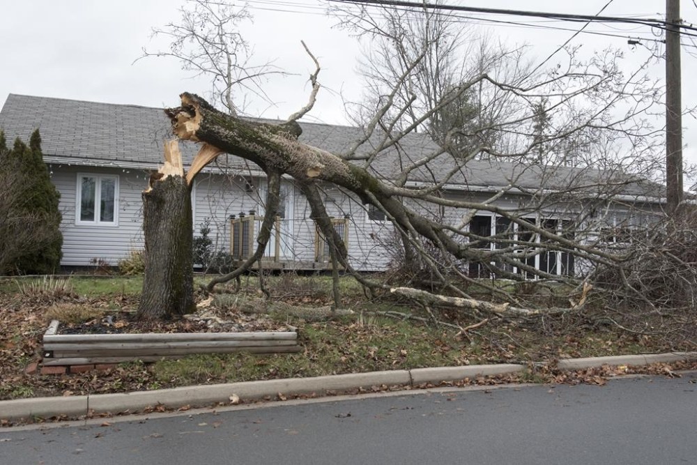 A fallen tree rests in the front yard of a house on Wallace Avenue in Fredericton, on Tuesday, Dec. 19, 2023. Three days after strong winds pulled down power lines, more than 25,000 customers in New Brunswick remain in the dark. THE CANADIAN PRESS/Stephen MacGillivray