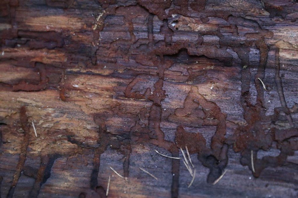 Douglas fir tree bark is studied by scientists to examine insect damage that led to the tree's death following heat stress in the Willamette National Forest, Ore., Friday, Oct. 27, 2023. Scientists are investigating what they say is a new, woefully underestimated threat to the world’s plants: climate change-driven extreme heat. (AP Photo/Amanda Loman)