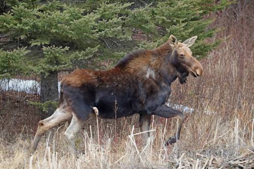 TIM SMITH / THE BRANDON SUN FILES
                                Pimicikamak Okimawin (Cross Lake) relies on harvesting moose for sustenance and has seen the moose population decline, said Chief David Monias.