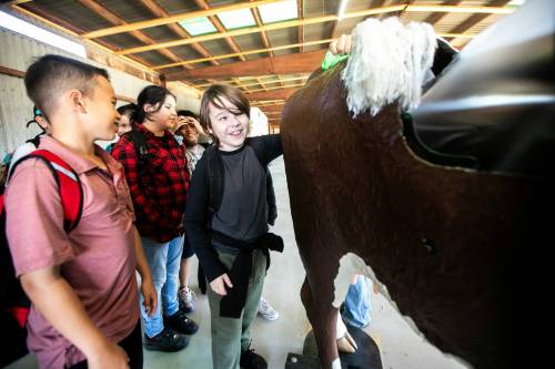 MIKAELA MACKENZIE / FREE PRESS
                                Grade 6 student Maverick Bialowas puts his hand into a cow birthing simulator at the beef station during the Amazing Agriculture Adventure, a four-day event immersing Manitoba students into the world of agriculture at the Bruce D. Campbell Farm & Food Discovery Centre on Tuesday.