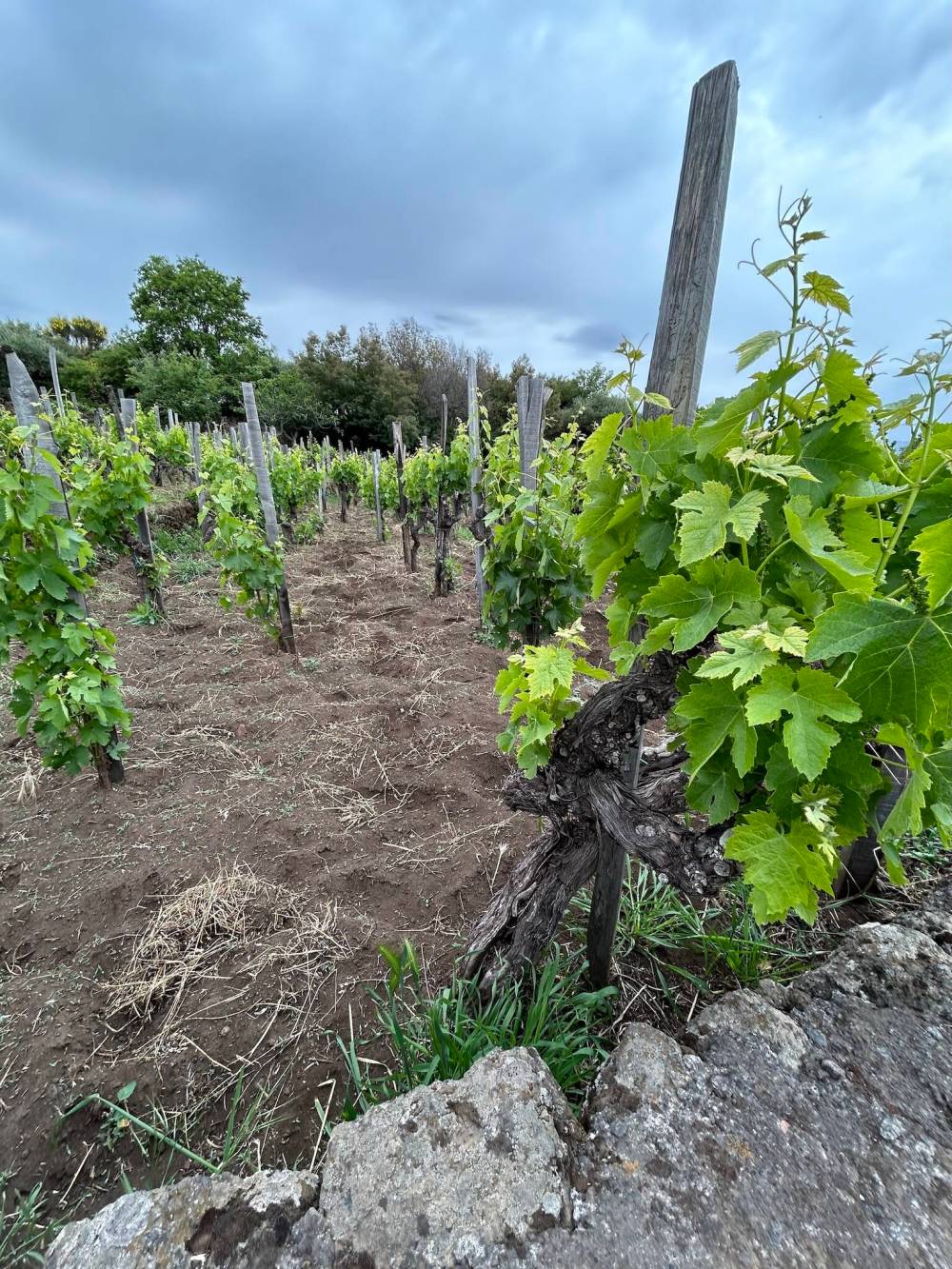 Ben Sigurdson / Free Press
Nerello Mascalese grapes grow in the fine, dark soil of the foothills of Mount Etna.
