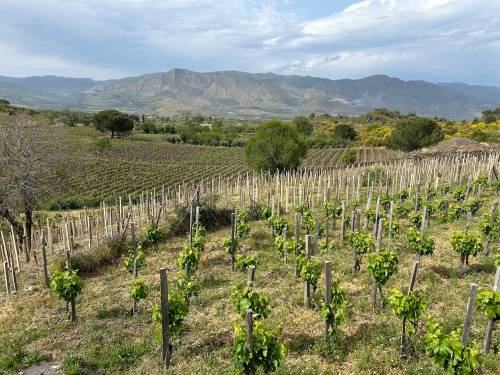 Ben Sigurdson / Free Press
                                Sicily is Italy’s largest wine region, best-known for its sweet, fortified amber-brown marsala but producing very well-made reds and whites.