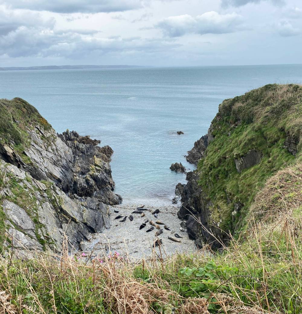 JAY WHETTER / FREE PRESS
A community of seals frolics on a protected beach in a cove near Mevagissey, Cornwall.