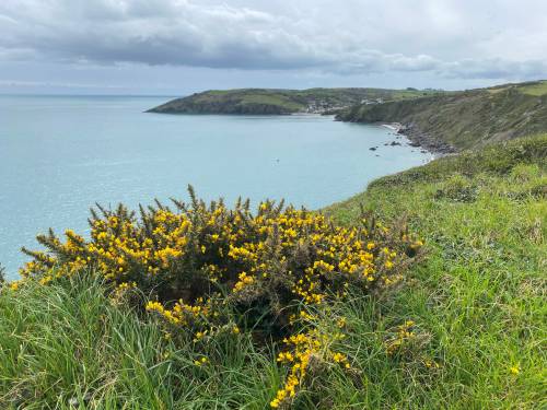 JAY WHETTER / FREE PRESS
                                The South West Coast Path runs past the small village of Gorran Haven. Gorse, a spiny evergreen shrub that blooms with yellow flowers, grows all around Cornwall.
