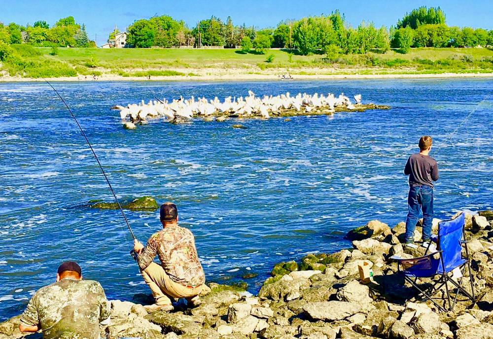 GORD MACKINTOSH / FREE PRESS
Lockport’s pelicans compete with fishers for the Red River’s bounty.