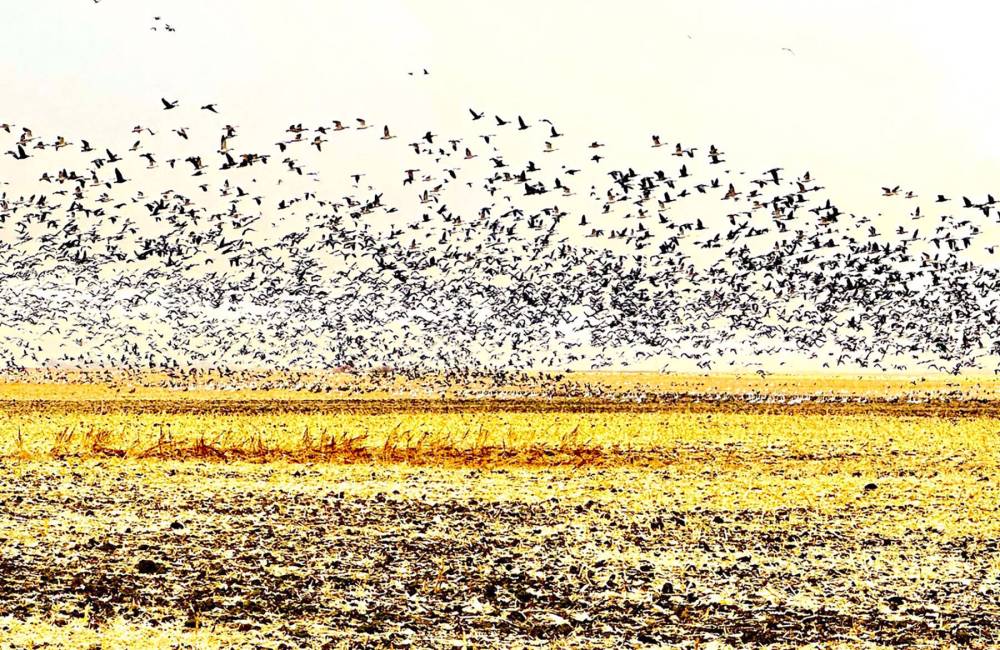 GORD MACKINTOSH / FREE PRESS
Snow geese take flight near Whitewater Lake. Count them!