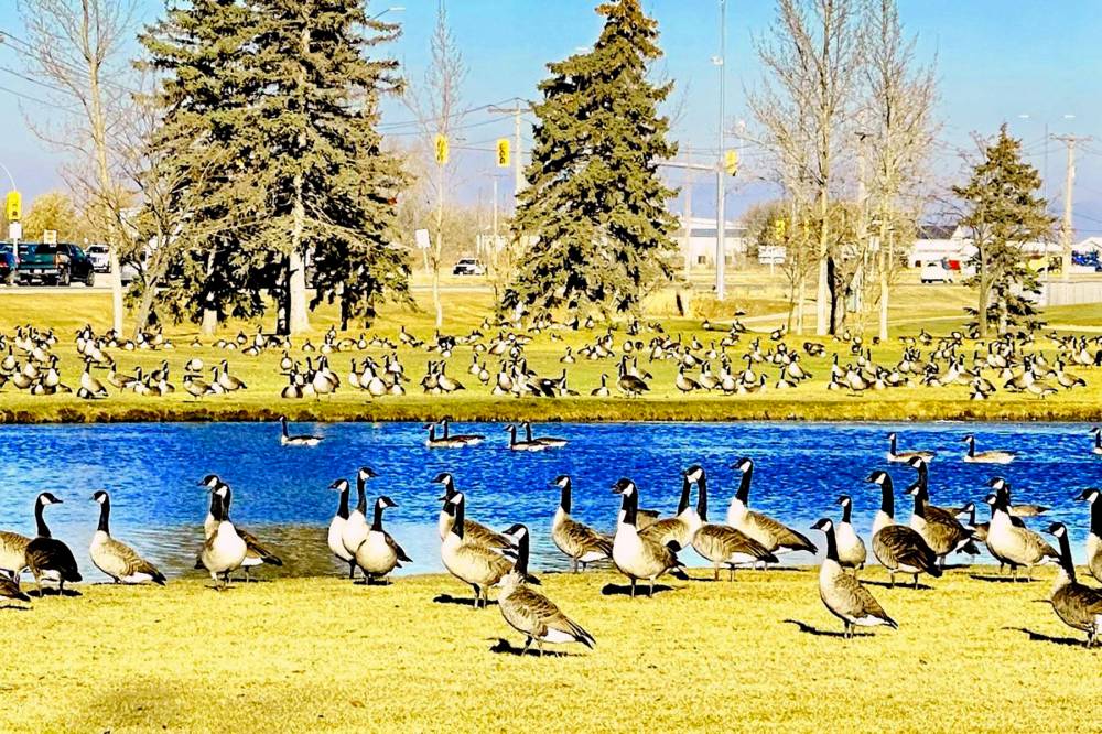 GORD MACKINTOSH / FREE PRESS
Over 70,000 migrating Canada geese can cause migrating headaches.