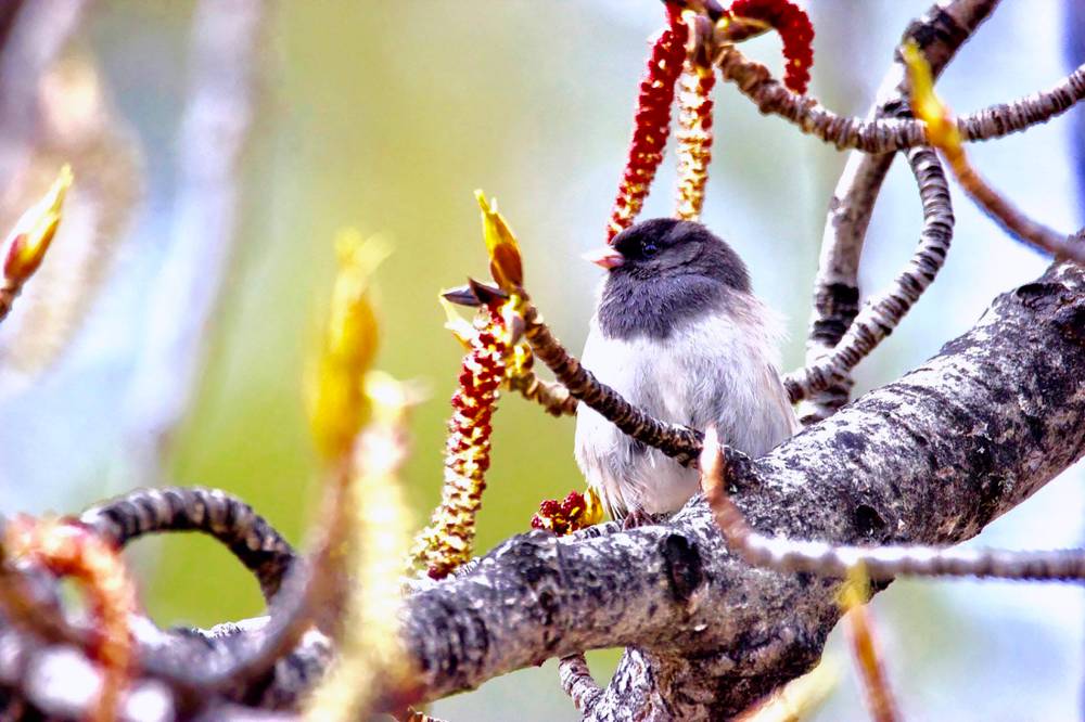 DALE COULOMBE PHOTO
Manitoba welcomes the dark-eyed junco — not as foreboding as it sounds.