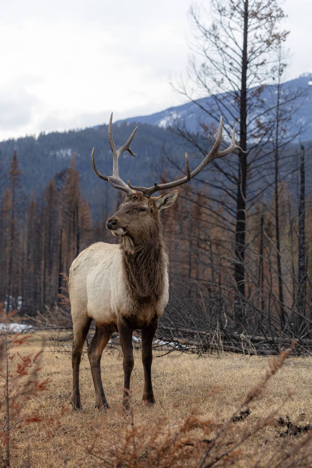 Courtesy Jasper Tourism
You’re likely to spot elk as they meander through the Jasper National Park’s pine forests.