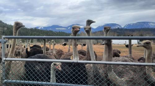 KATIE PASITNEY PHOTO
                                A herd of ostriches is seen on a remote farm in Edgewood, B.C., in an undated photo supplied by Universal Ostrich Farms Inc.