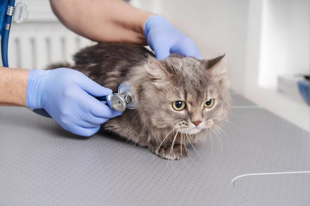 Freepik
Some veterinary services have increased as much as 50 per cent in the last year.