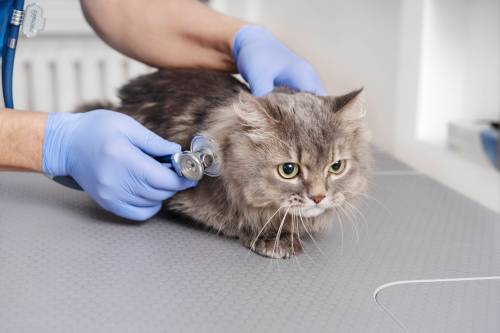 Freepik
                                Some veterinary services have increased as much as 50 per cent in the last year.