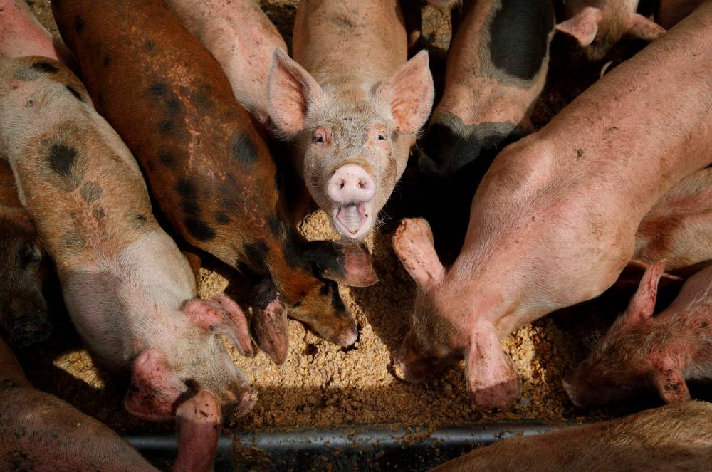 JOHN LOCHER / THE ASSOCIATED PRESS FILES
Pigs eat from a trough at the Las Vegas Livestock farming operation in Nevada