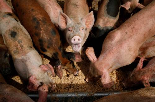 JOHN LOCHER / THE ASSOCIATED PRESS FILES
                                Pigs eat from a trough at the Las Vegas Livestock farming operation in Nevada