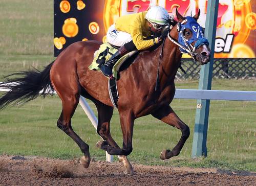 Jason Halstead / Assiniboia Photo
                                Just Trust Me and jockey Antonio Whitehall won the Fancy As Overnight Stakes at Assiniboia Downs on Tuesday.