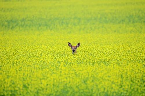 TIM SMITH / THE BRANDON SUN FILES
                                Canola seed was Manitoba’s biggest export to China last year, bringing in $649 million.