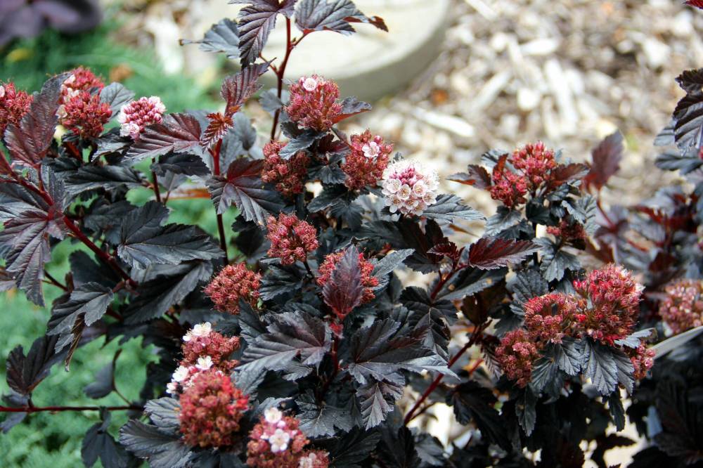Jeffries Nurseries
Looking for colour that won’t fade all season long? Royal Jubilee Ninebark shrub has dark red crimson foliage for rich contrast in your garden.