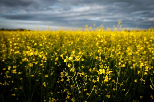 Jeff McIntosh / THE CANADIAN PRESS files
                                Canola plants bloom in a pasture on a farm near Cremona, Alta.