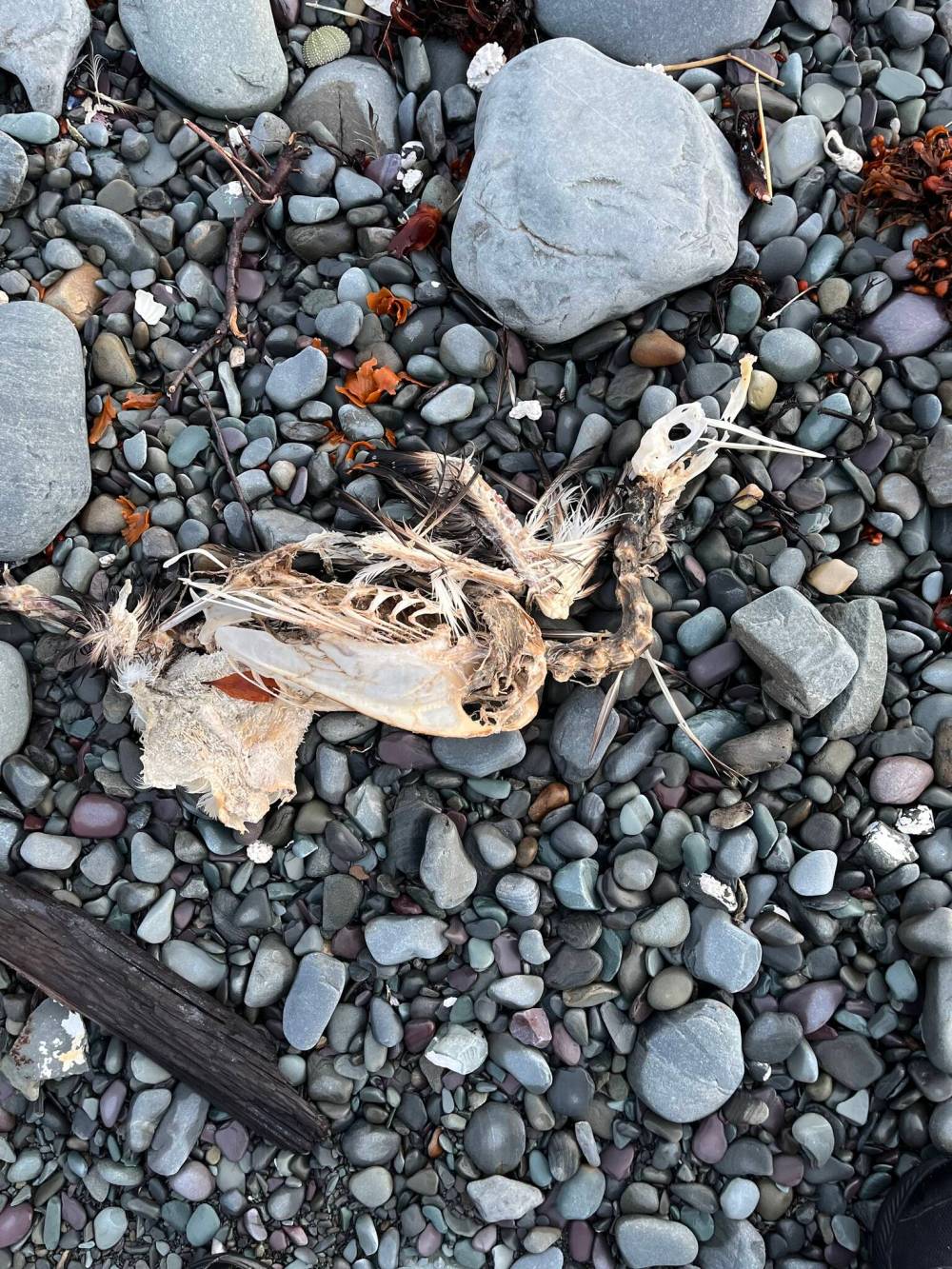 Russell Wangersky / Free Press
Seagull, deconstructed, Bear Cove, Conception Bay North, N.L.