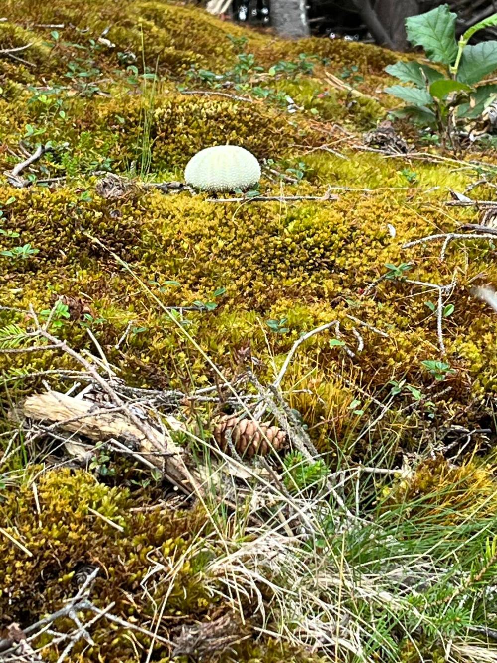 Russell Wangersky/Free Press
Sea urchin shell on moss, Bear Cove, Conception Bay North, N.L.