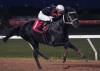 DANIELLE LANGLOIS PHOTO / ASSINIBOIA DOWNS
                                Burrow Down won the Manitoba Matron for a third straight year Tuesday at the Assiniboia Downs, while jockey Damario Bynoe scored a hat trick on Monday, Tuesday and Wednesday this week.