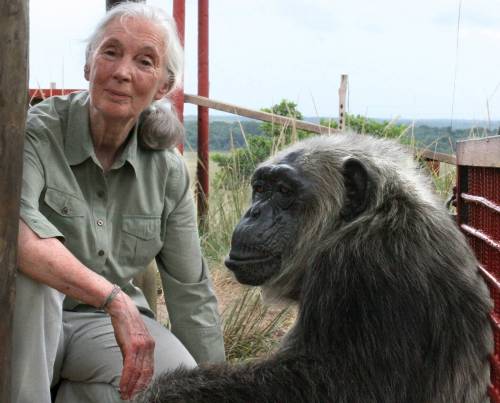 Fernando Turmo / Jane Goodall Institute
                                Many primatologists, such as Jane Goodall, become conservationists by necessity, confronting the effects of habitat loss and the pet trade on primate populations.