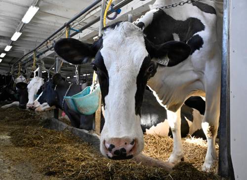 Jacques Boissinot / The Canadian Press
                                A cow in a dairy farm in Saguenay, Que.