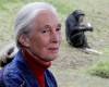 Rick Rycroft / the associated press Files
                                Primatologist Jane Goodall sits near a window with a view on a chimpanzee eating in its enclosure at Sydney’s Taronga Zoo.