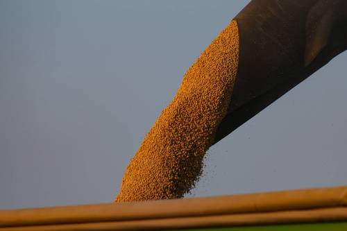 MICHAEL CONROY / THE ASSOCIATED PRESS FILES
                                Soybeans are harvested last month in Warren, Ind. China has yet to purchase any of the U.S. soybean crop this season.