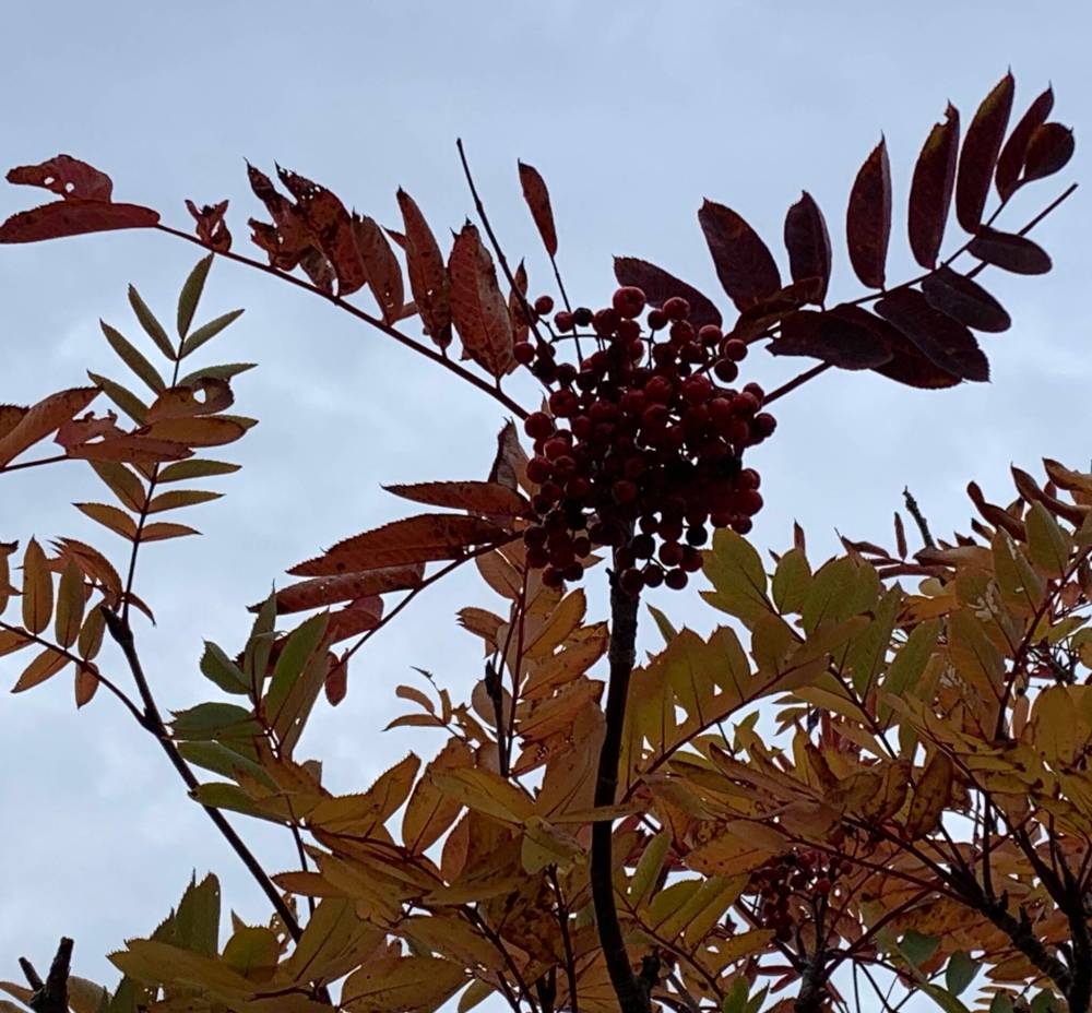 Pam Frampton photo
Dogberry trees hold their clutches of berries aloft like fall bouquets.