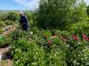 Myra Froc photo
                                Gene Froc in his peony garden in the Qu’Appelle Valley. Tender plants will be covered with an insulated construction tarp for the winter.