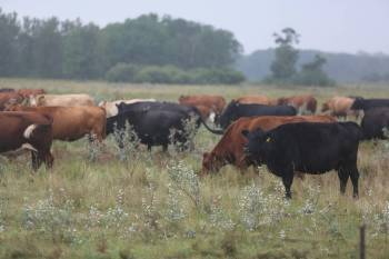 Gerow Farms’ cattle graze outside of Souris in August. (Connor McDowell/The Brandon Sun)
                                The cattle futures market tumbled and producer organizations were fuming this week after President Donald Trump’s posts. (Connor McDowell / The Brandon Sun)