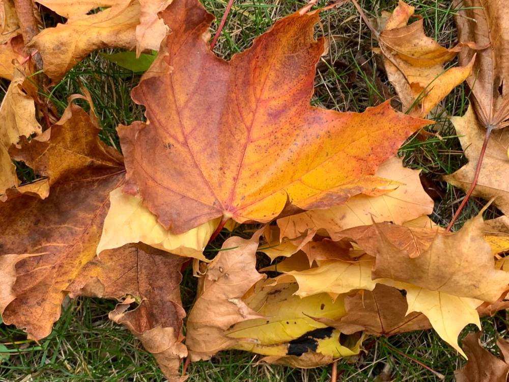 Pam Frampton photo
                                If only we could let go of emotional baggage the way that trees shed leaves in the fall.