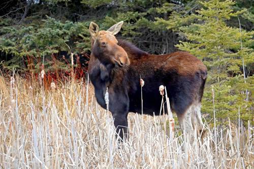 Tim Smith/The Brandon Sun
                                Moose conservation is the first item on the agenda, Taylor Galvin writes.
