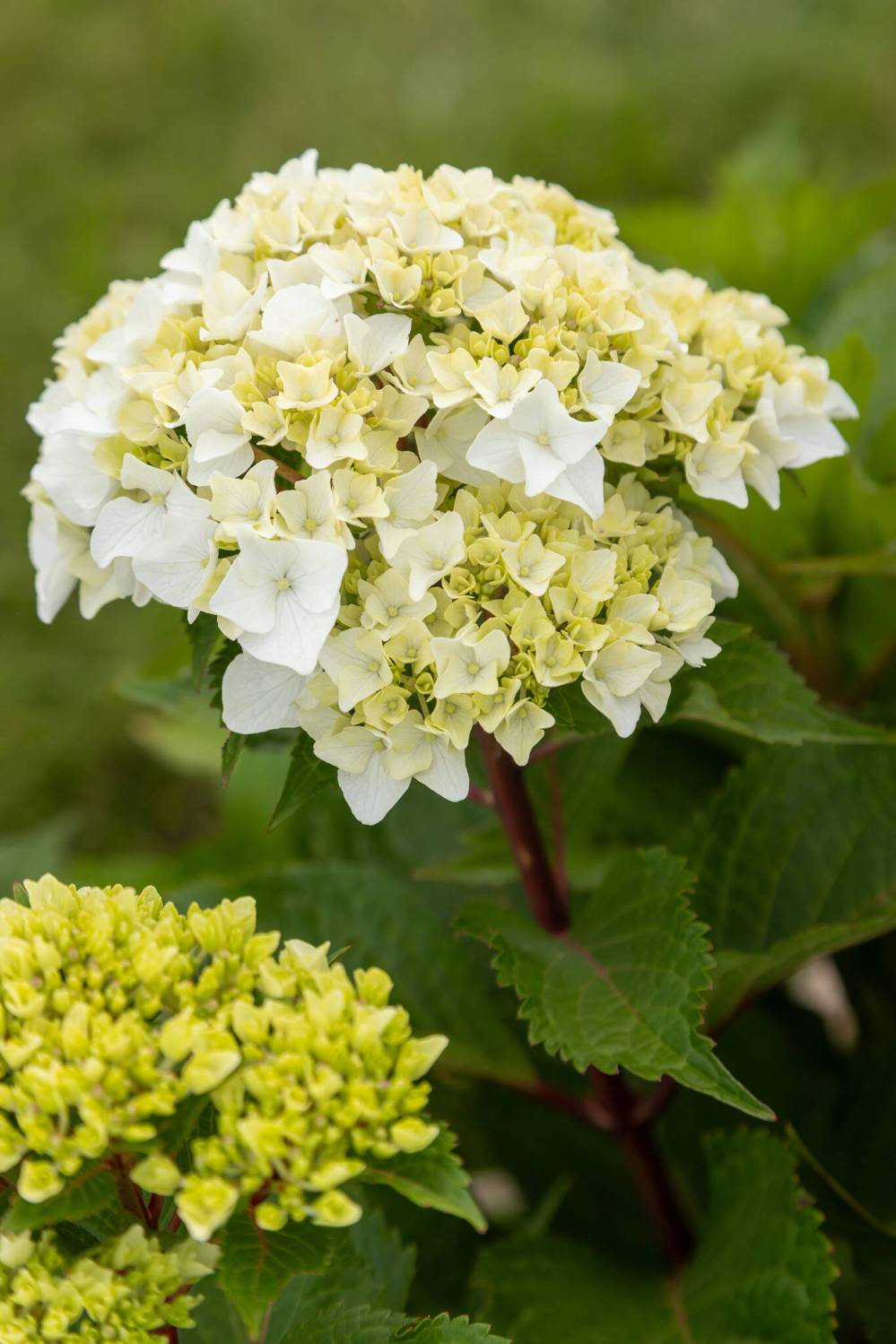 Endless Summer Hydrangeas
New for 2026, Endless Summer DreamCloud Reblooming Hydrangea flowers more quickly than previous varieties.