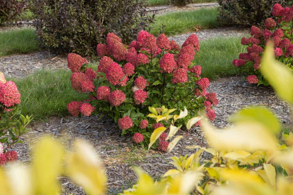 First Editions Shrubs & Trees
New for 2026, early-to-bloom First Editions Spring Sizzle Panicle Hydrangea will look smashing in garden beds or patio containers.
