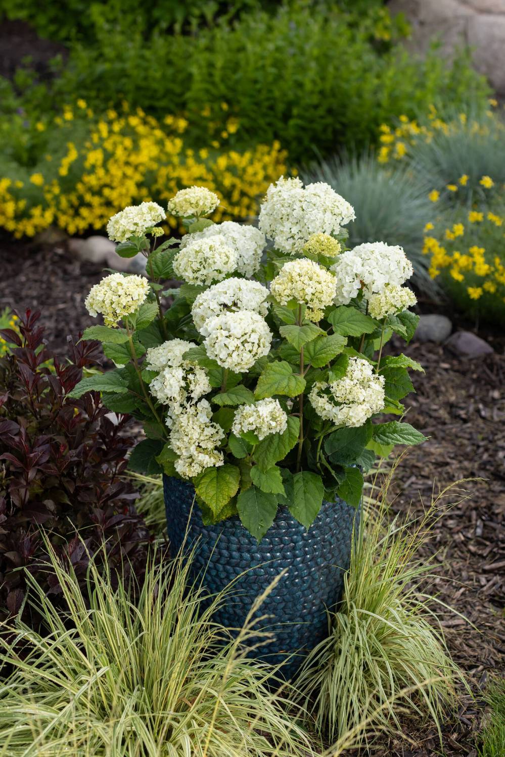 First Editions Shrubs & Trees
First Editions FlowerFull Smooth Hydrangeas have white flowers on sturdy stems.