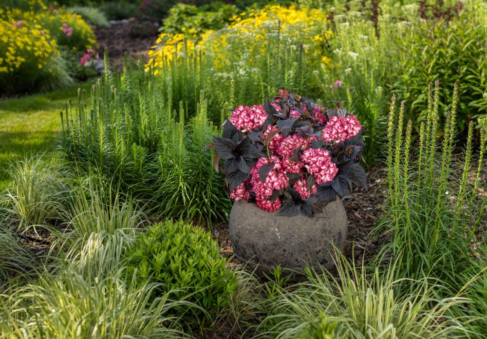 First Editions Shrubs & Trees
First Editions Eclipse Bigleaf Hydrangea is a vivid dark-leaf mophead hydrangea.