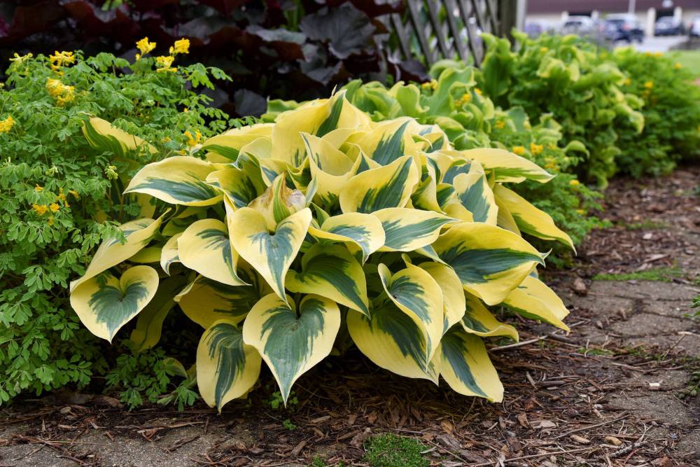 Proven Winners photo
                                With distinctive colouration, Shadowland Autumn Frost promises to be a standout in a shade garden.