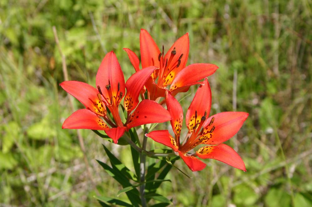 Diana Bizecki Robson photo
                                Lilium philadelphicum, commonly known as the wood lily, is one of the many species described in Manitoba Flora.