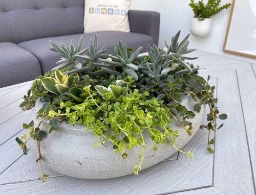 Dummen Orange photo
                                Crassula Bling, from the Welcome to the Jungle collection, dances across this combination planter featuring Pilea Pantano, Peperomia jitterbug and Peperomia Citrus Twist.