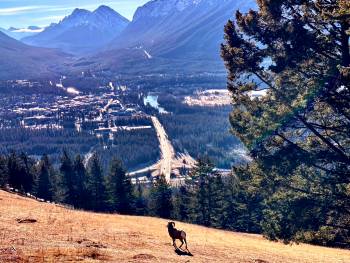 Banff and a bighorn await more snow.