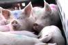 KEN GIGLIOTTI / FREE PRESS FILES
                                Changes to pork product labelling requirements in the U.S. have led to less demand for Canadian pigs and could shrink profits for Manitoba producers, Manitoba Pork warns.