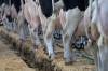 Food-culture extremes reverberate back to farm